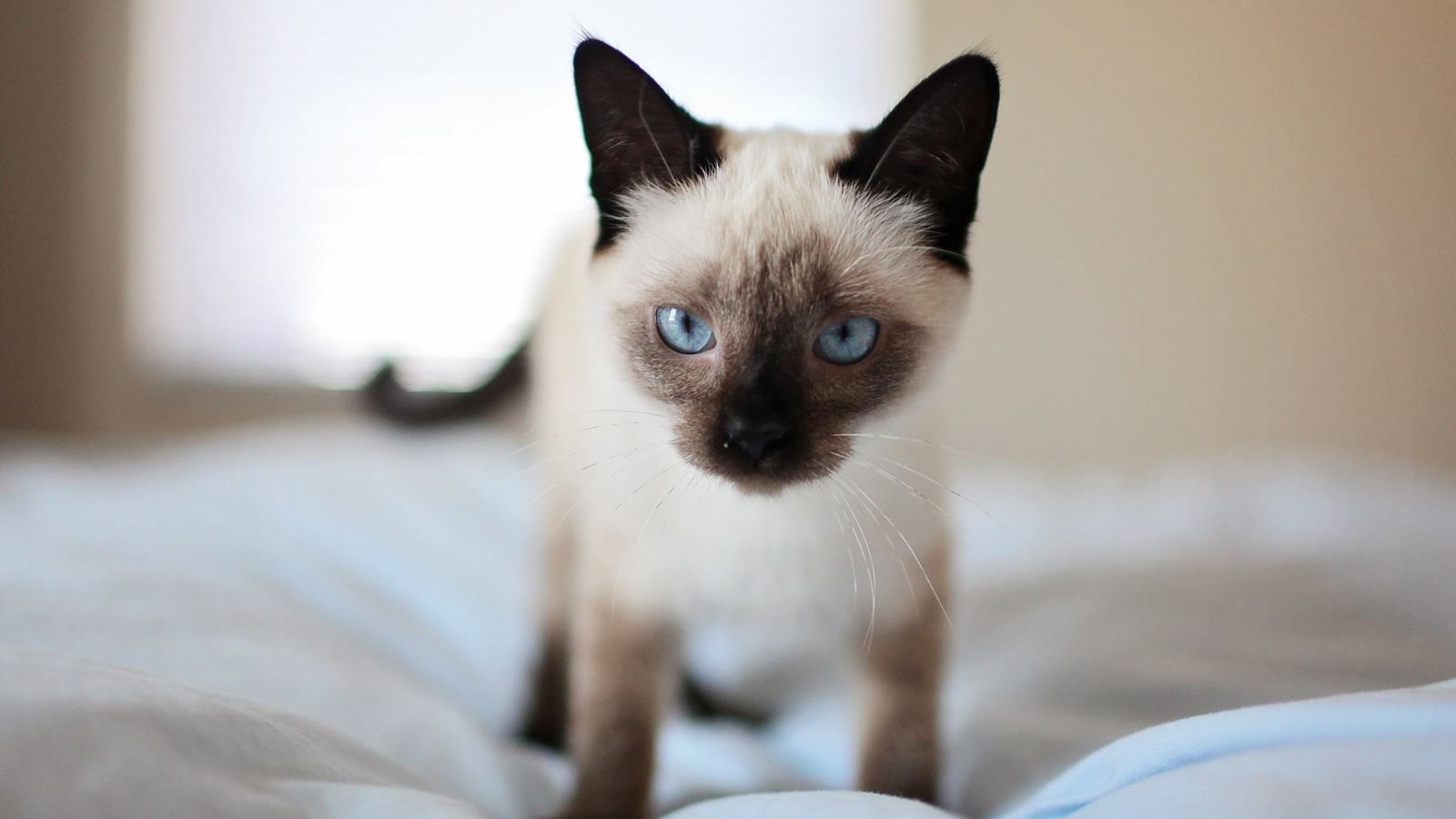 猫 えずく 吐かない