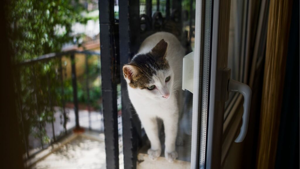 猫 ベランダ