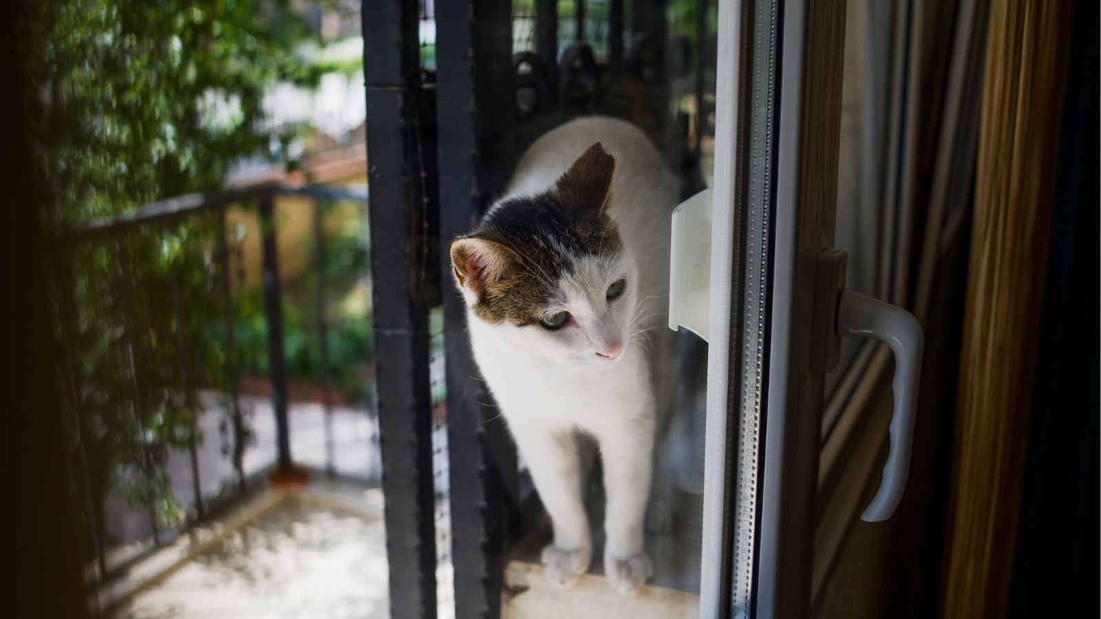 猫 ベランダ