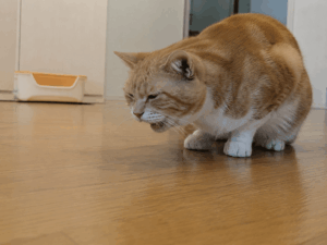 猫 吐きそうで 吐かない 変な音