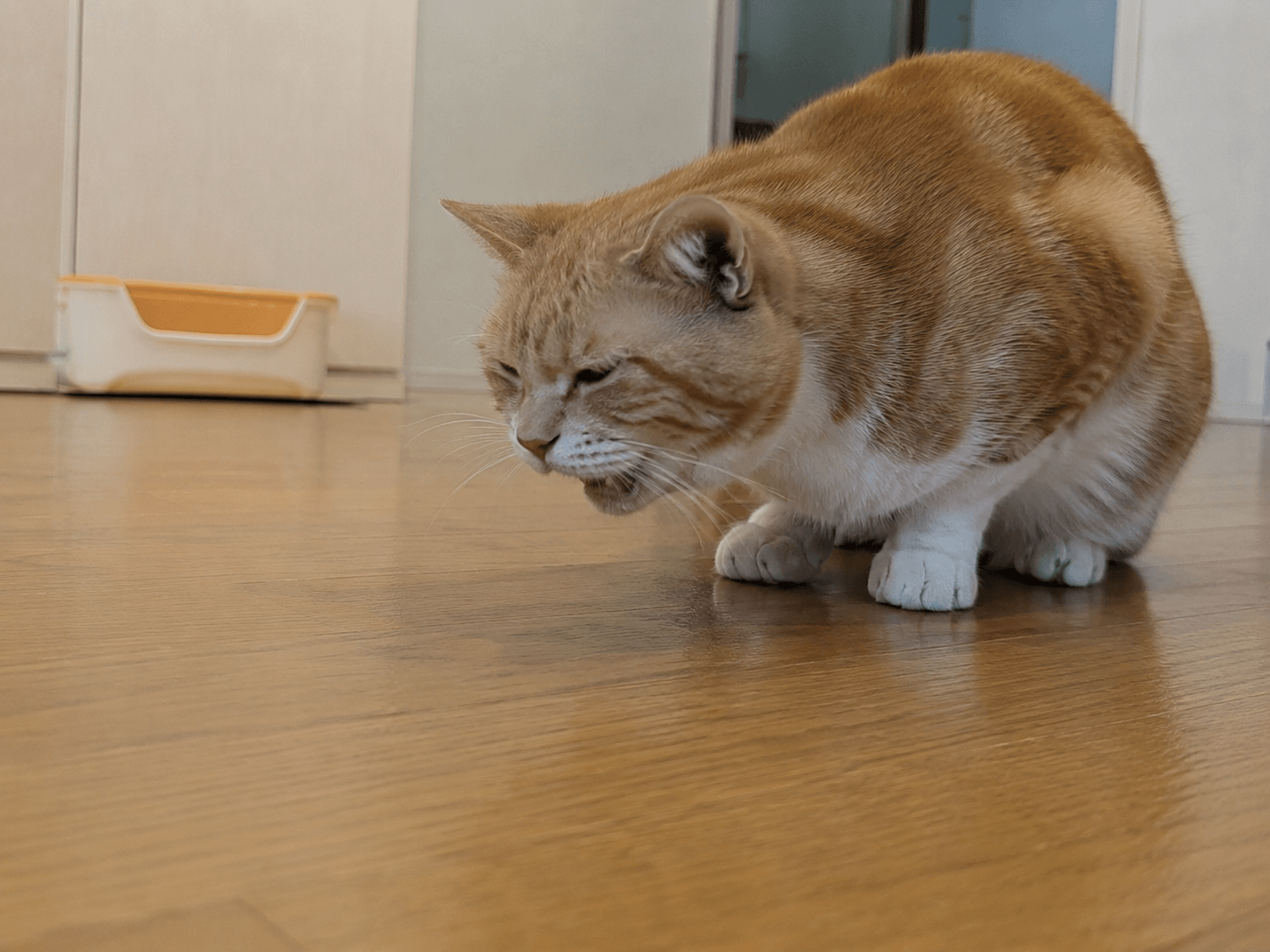猫 吐きそうで 吐かない 変な音