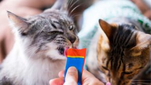 猫 吐き戻し