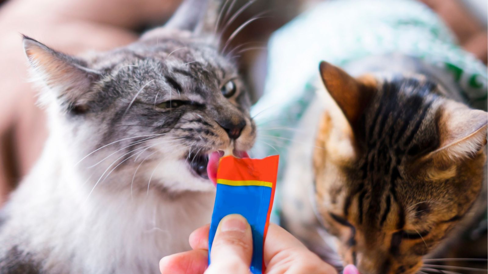 猫 吐き戻し