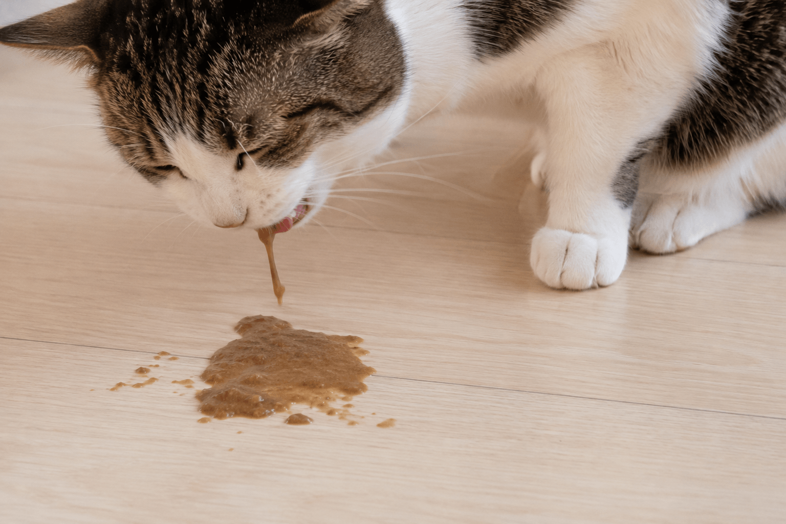 猫 吐く 茶色 ペースト