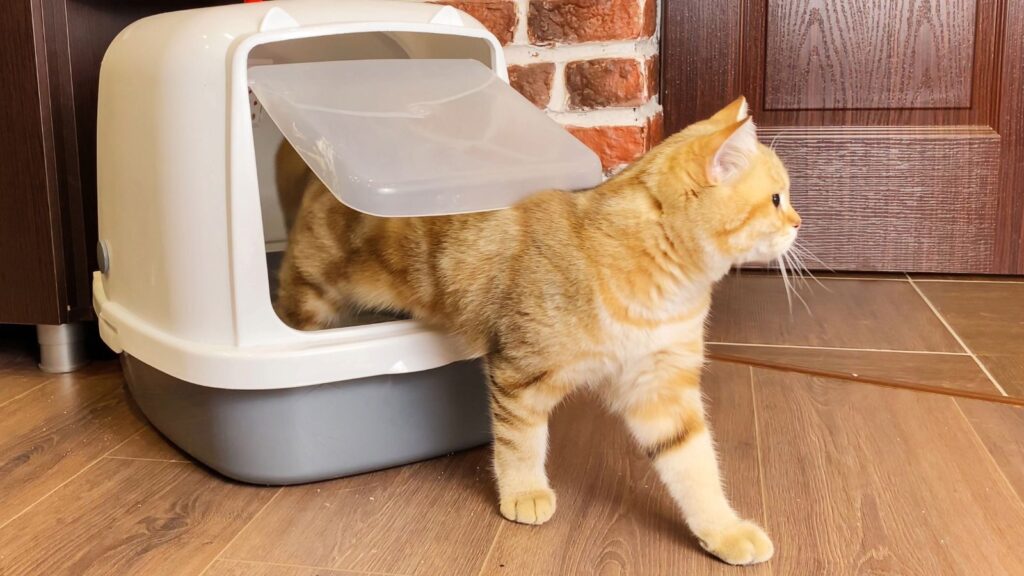 猫 帰ってくる確率