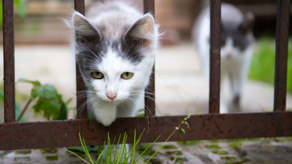 猫 柵 幅