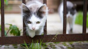 猫 柵 幅