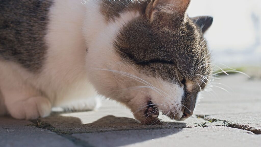 猫 毛玉 嘔吐