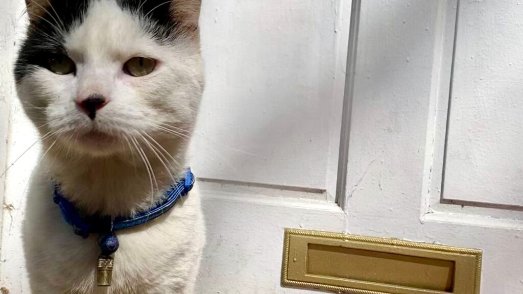 猫 玄関 脱走