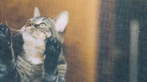 猫 網戸 脱走