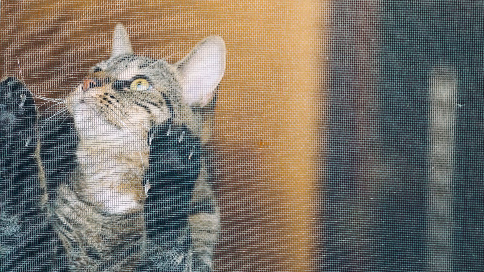 猫 網戸 脱走