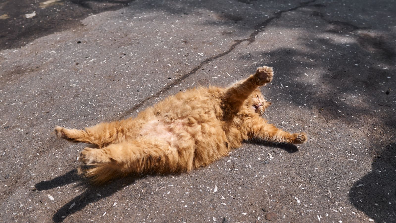 猫 脱走 死亡率