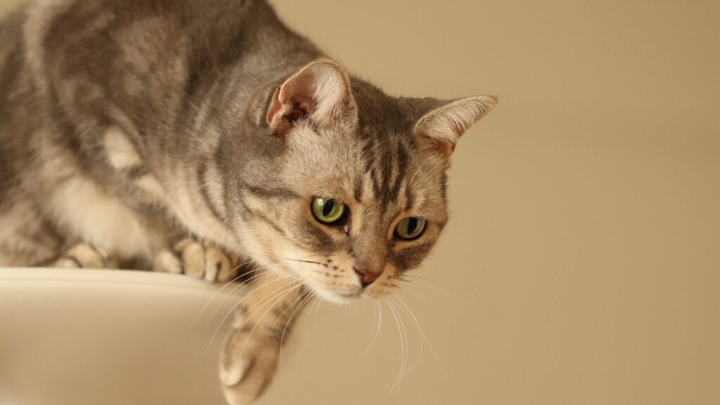 猫 脱走 見つからない