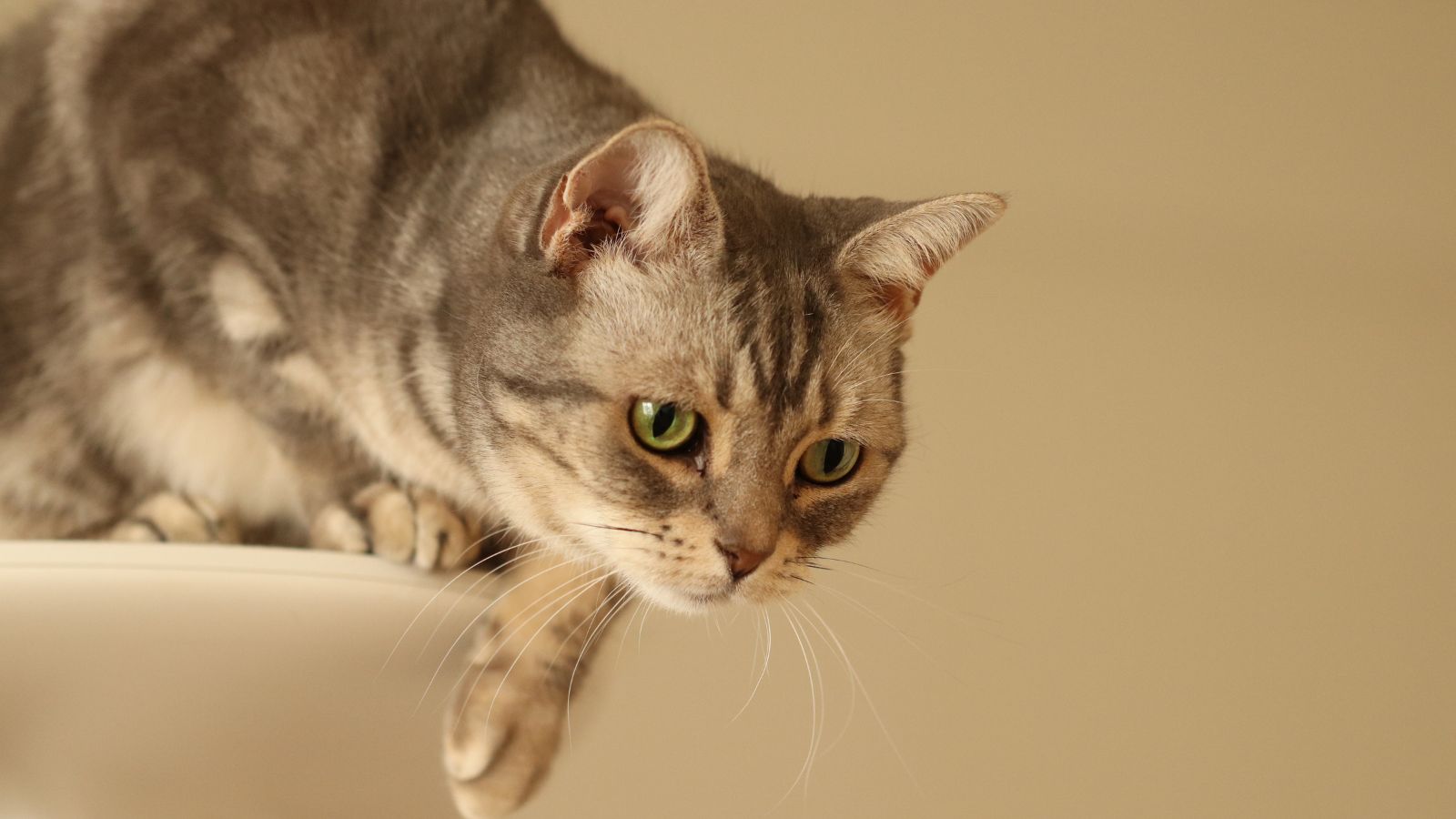 猫 脱走 見つからない