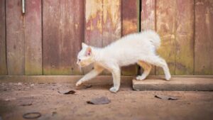 猫 脱走 諦める
