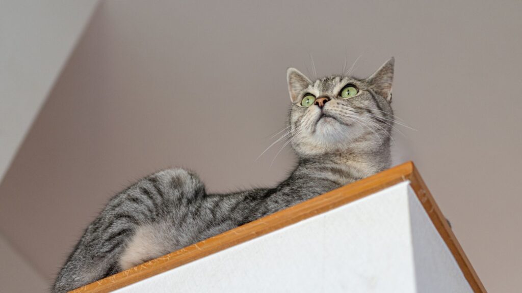 猫 脱走 防止