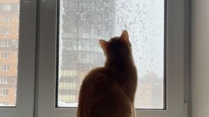 猫 賃貸 マンション
