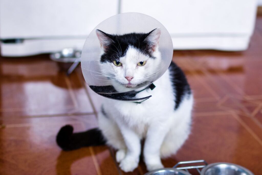 猫 首 かさぶた