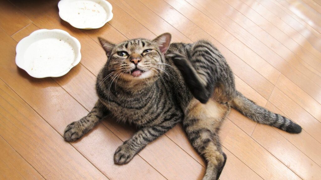 猫の耳ダニ
