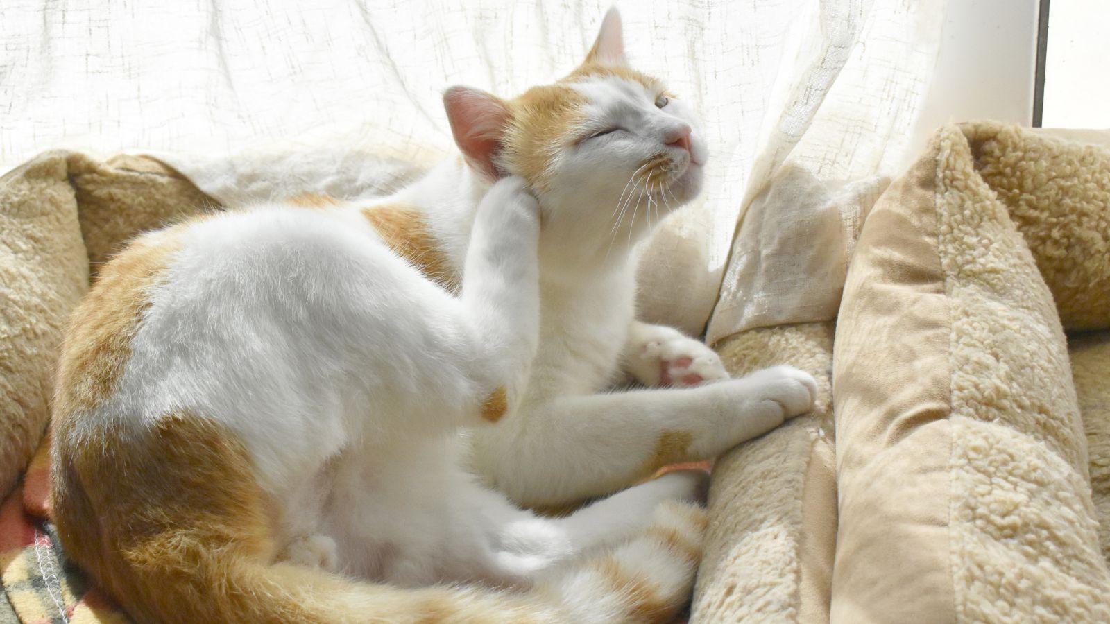 猫の耳ダニ 耳垢 違い