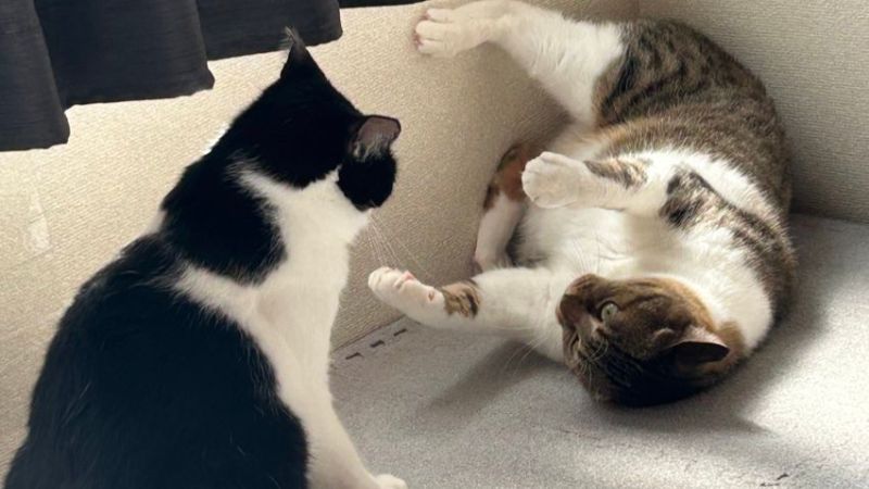 当運営の現役猫たち