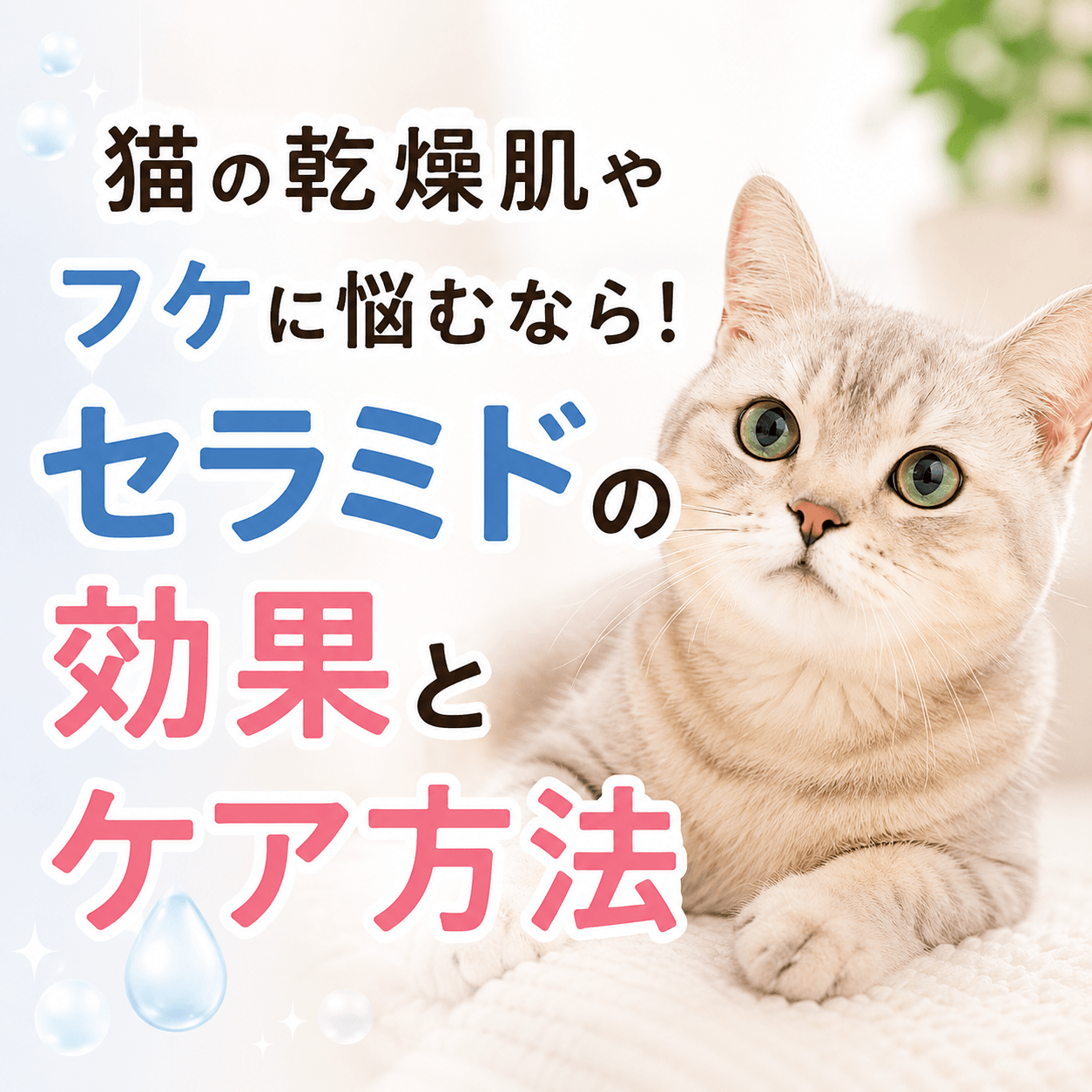 猫 セラミド